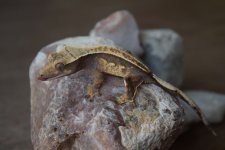DSC_0020.jpg