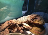 Rock Agamas .JPG