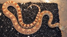 c2 male 2018 - 1.jpg