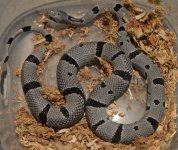 gravid Salceis blair Juno 2018 - 1.jpg