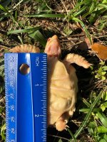 albino 6.jpg