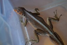 DSC_0109.jpg