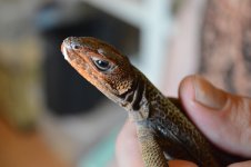 DSC_0115.jpg