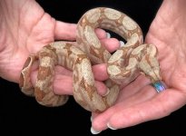 hogislandboa-m-monet3.jpg