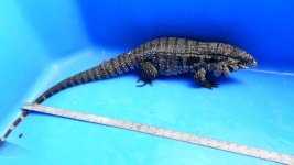 LARGE Black and White Male with a need to breed 300.00.jpg