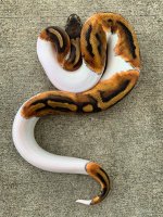 pied11.jpg