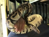 Pastel Het Clown Male.jpg