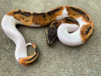 pied111.jpg