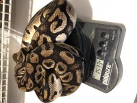 Pastel Het Clown Male2.jpg
