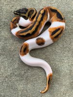 pied33.jpg