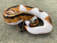 pied333.jpg