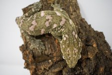 GeckoBody2.jpg