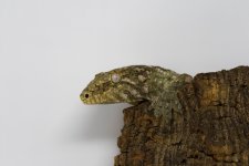 GeckoFace.jpg