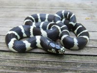 California Kingsnake_9207.jpg
