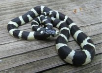 California Kingsnake_9201.jpg