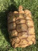 fsulcata1.jpg