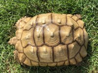 fsulcata3.jpg