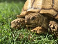 fsulcata2.jpg