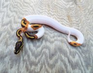 male fire pied 50 percent het ghost.jpg