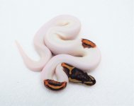 male yellowbelly pied 50 percent het ghost.jpg
