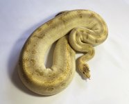 F-Mocha Champ 1376-$450.jpg