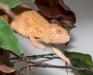 ambilobe female.jpg