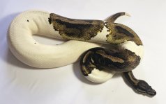F2-Pied 1900-$1250.jpg