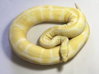 F-Albino 1880-$600.jpg