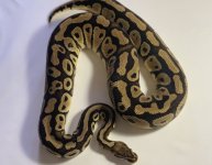 F-Pastel het Clown 2109-$300.jpg