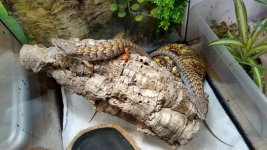 alligator1.jpg