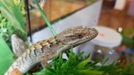 alligator5.jpg