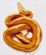 0.1 2019 OG Motley Sunfire het GS.jpg