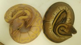 bananan and gen stripe.jpg