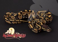 2019RK2-Mystic-M.jpg