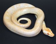 Albino Granite 1.jpg