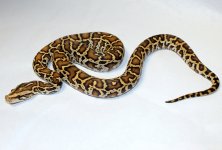 Caramel 1.jpg