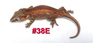 38E.jpg