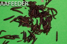 Mini Meal worms.jpg