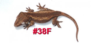 38F.jpg
