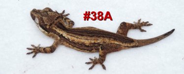 38A.jpg