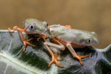 tiger leg monkey frog juveniles phyllomedusa tomopterna fb.jpg