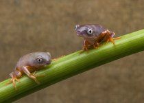 phyllobates tomopterna babies.jpg