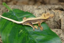 P1030980.jpg