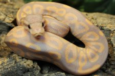BR190102M Cinny  Banana Het Ultra.jpg