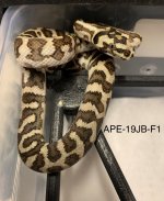 APE-19JB-F1.jpg