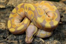 BR190103M Banana Het Ultra.jpg