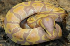 BR190104M Banana Het Ultra.jpg