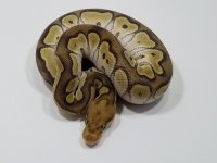 OD MOJAVE BLADE CLOWN.jpg