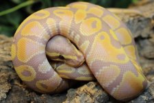 BR190106M Banana Het Ultra.jpg