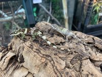 621ACEDB-2B2F-429A-A499-FB8F804F63FC.jpg